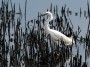 Snowy Egret, Bombay Hook National Wildlife Refuge © 2024  Bob Hahn, Olympus OMD EM1 Mark III, M.Zuiko ED 300mm F4.0 +MC-20 Lens at 600mm Exposure: 1/640 f:14 ISO: 400