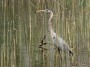 Great Blue Heron, Bombay Hook National Wildlife Refuge © 2024 Bob Hahn  at 600 mm Exposure: 1/250Sec f: 13 ISO: 400