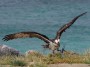 Osprey Aruba, © 2022  Bob Hahn, Olympus EM1 Mark III, M.Zuiko  40-150mm F2.8 Lens  at 150mm Exposure: 1/1000 f:8 ISO: 400