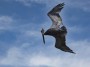 Brown Pelican, © 2023  Bob Hahn, Olympus EM1 Mark III, M.Zuiko ED 300mm F4.0 Lens