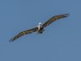 Brown Pelican, © 2023  Bob Hahn, Olympus EM1 Mark III, M.Zuiko ED 300mm F4.0 Lens