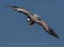 Brown Pelican, © 2023  Bob Hahn, Olympus EM1 Mark III, M.Zuiko ED 300mm F4.0 Lens