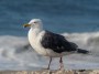 backed Gull, Atlantic Beach, NY © 2019 Bob Hahn, Olympus OM-D/E-M1 Mark ll M.300mm F4.0 + Mc-14