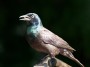 Common Grackle, © 2024  Bob Hahn, Olympus OMD EM1 Mark III, M.Zuiko ED 300mm F4.0 + MC-14 Lens at 420mm Exposure: 1/250 f:7.1 ISO: 800