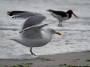 Shore Birds , Atlantic Beach  PA © 2022 Bob Hahn  Olympus OM-D/E-M1 Mark lll  M.300mm F4.0 + Mc-14 Lens, 1/800 sec at ƒ / 7.1 ISO: 200