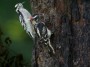 Downy Woodpecker, © 2024  Bob Hahn, Olympus OMD EM1 Mark III,M.Zuiko ED 300mm F4.0 +MC-20 Lens at 600mm Exposure: 1/100 f:8 ISO: 1600