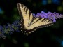Butterfly, © 2022 Bob Hahn, Olympus OMD EM1 Mark III, at 100mm Exposure: 1/125 f:10 ISO: 200