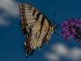 Butterfly, © 2022 Bob Hahn, Olympus OMD EM1 Mark III, M.Zuiko Digital ED 40-150mm f/2.8 Pro at 115mm Exposure: 1/250 f:16 ISO: 200