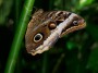 Butterfly, © 2022 Bob Hahn  Olympus OM-D/E-M1 Mark lll  Olympus M.40-150mm F2.8, 1/125 sec at ƒ / 11