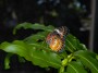 Butterfly, © 2023  Bob Hahn, Olympus EM1 Mark III, M.Zuiko ED 45mm f/1.2 Pro Lens 