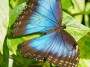 Butterfly Aruba, © 2023  Bob Hahn, Olympus EM1 Mark III, M.Zuiko 12-40mm F2.8 Lens