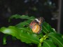 Butterfly, © 2023  Bob Hahn, Olympus EM1 Mark III, M.Zuiko ED 45mm f/1.2 Pro Lens