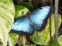 Butterfly, © 2023  Bob Hahn, Olympus EM1 Mark III, M.Zuiko ED 45mm f/1.2 Pro Lens