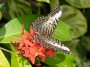 Butterfly, © 2024  Bob Hahn, Olympus EM1 Mark III, M.Zuiko ED 60mm f2.8 Macro Lens at 60 mm Exposure: 1/100Sec f: 7.1 ISO: 200