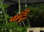 Butterfly, © 2024  Bob Hahn, Olympus EM1 Mark III, Lens, at 60mm Exposure: 1/125 f:11 ISO: 200 at 60 mm Exposure: 1/125Sec f: 11 ISO: 200