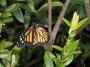 Butterfly, © 2024  Bob Hahn, Olympus EM1 Mark III, Lens, at 60mm Exposure: 1/125 f:9 ISO: 200 